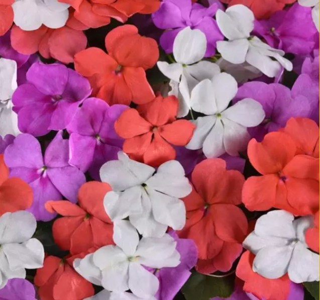 impatiens Islan pearl 2